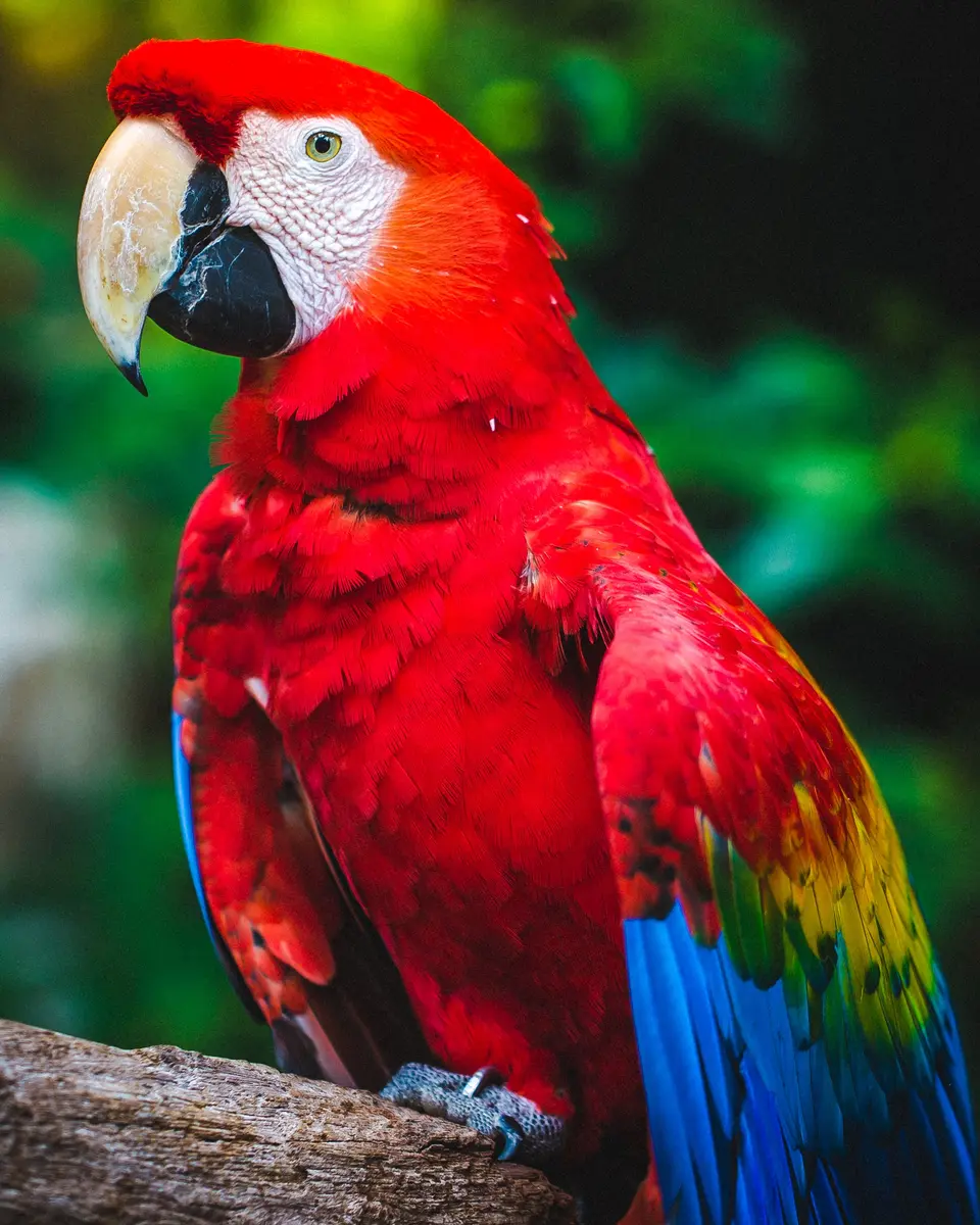 Discover the joys and challenges of keeping a large parrot at home, plus expert tips on bird transport, relocation, and bird import/export USA procedures.