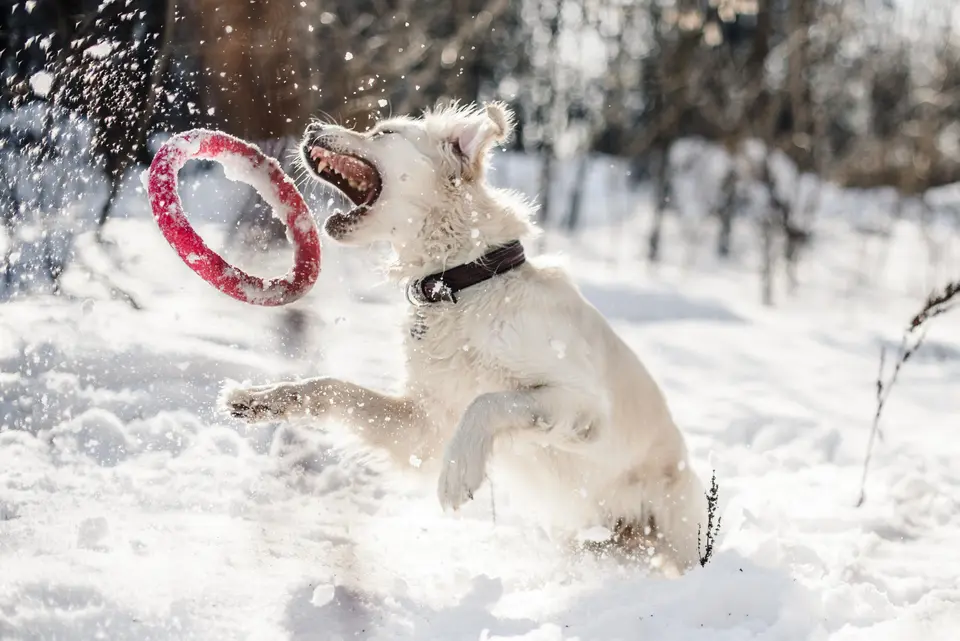 Planning a winter trip to Lake Tahoe with your dog? This guide covers chain control rules, winter driving safety, leash regulations, dog-friendly snowshoe ideas, cold-weather gear, and a practical itinerary for a safer, more enjoyable Tahoe trip.