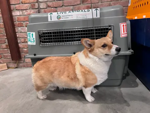 Corgi in front of Petmate #400