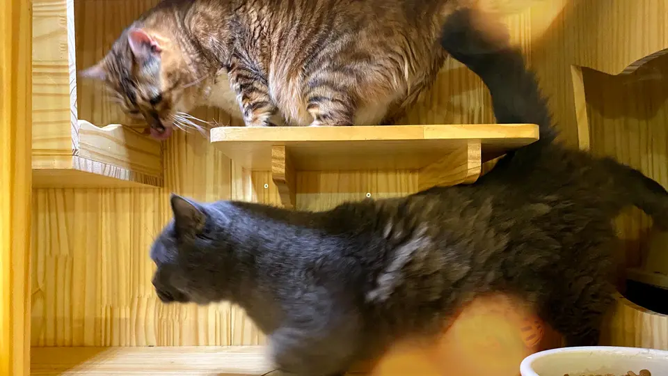 Two cats exploring a wooden shelf