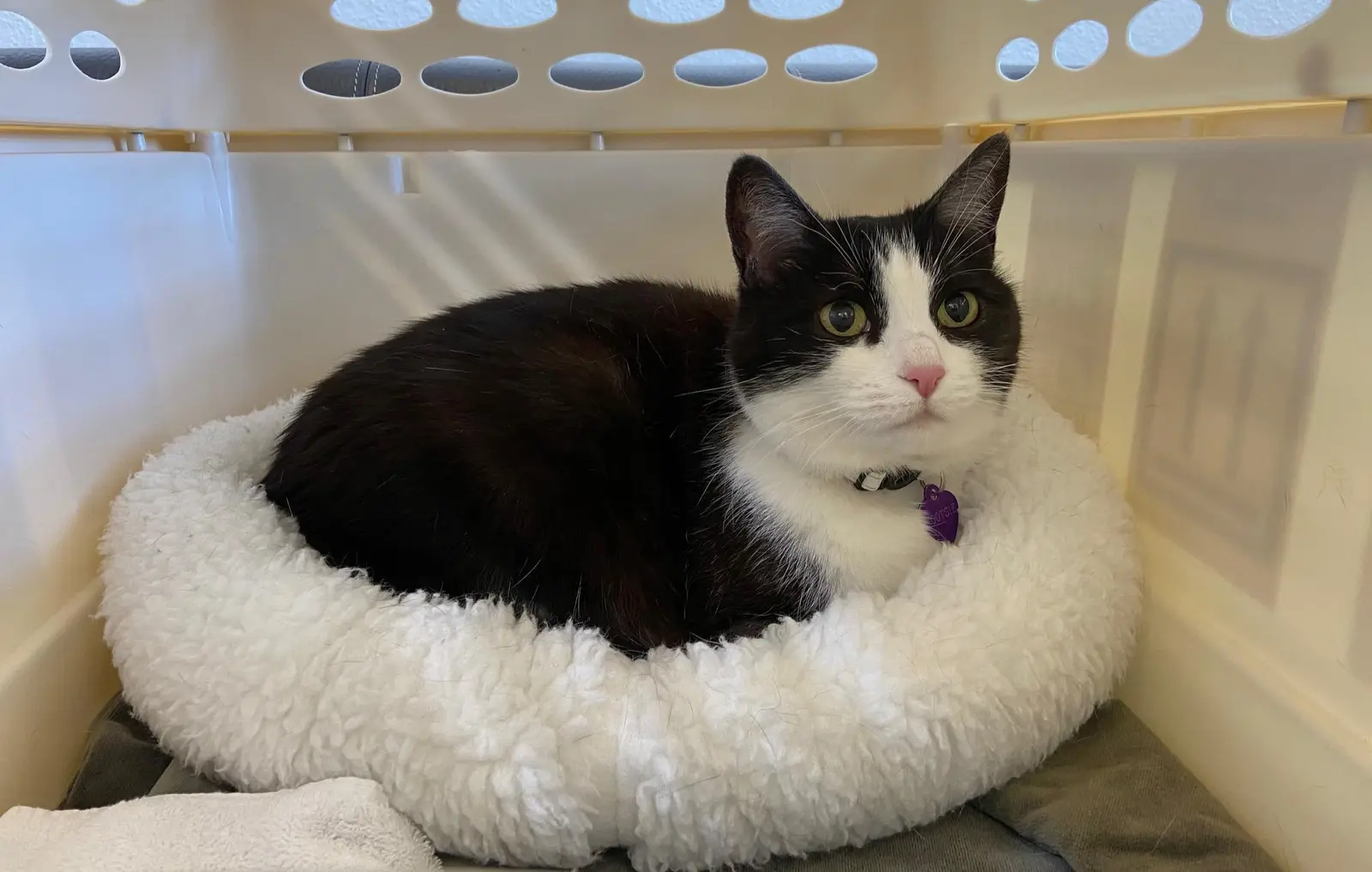 Black and white cat curled up in a fluffy pet bed inside a travel crate