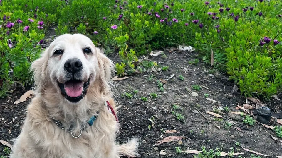 How Much Does It Cost to Ship a Dog from San Francisco to Europe?
