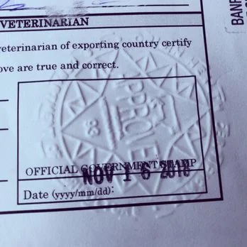 Rabies titer test for traveling with cats and dogs