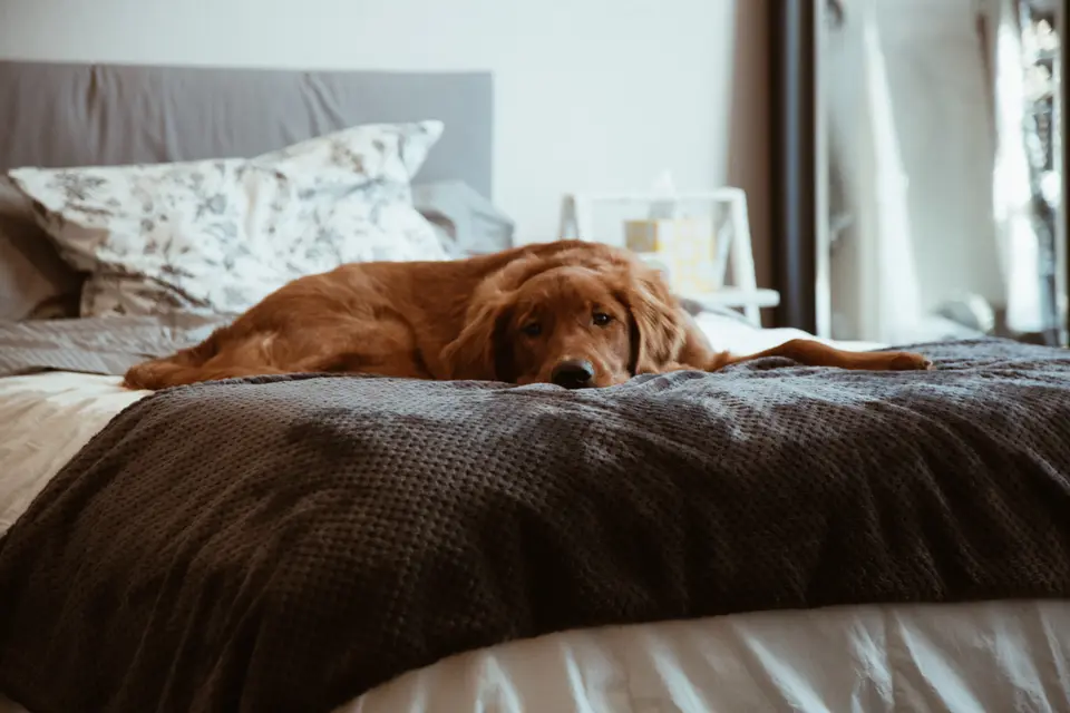 Why Do Dogs Always Change Places While Sleeping at Night? How to Know If a Dog’s Sleep Quality Is Good or Bad?
