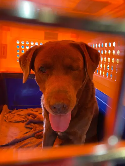 A dog inside an orange and blue travel crate