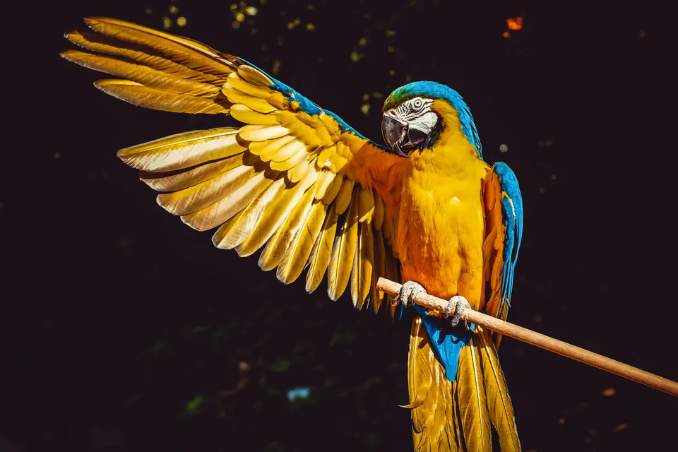 Discover the joys and challenges of keeping a large parrot at home, plus expert tips on bird transport, relocation, and bird import/export USA procedures.