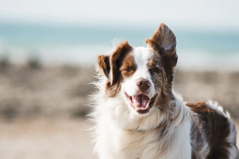 How Much Does It Cost to Ship a Dog from Los Angeles to Europe?