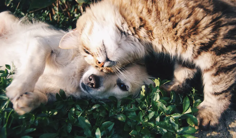 Why Hasn’t the Lifespan of Dogs Increased as Human Lifespan Has?