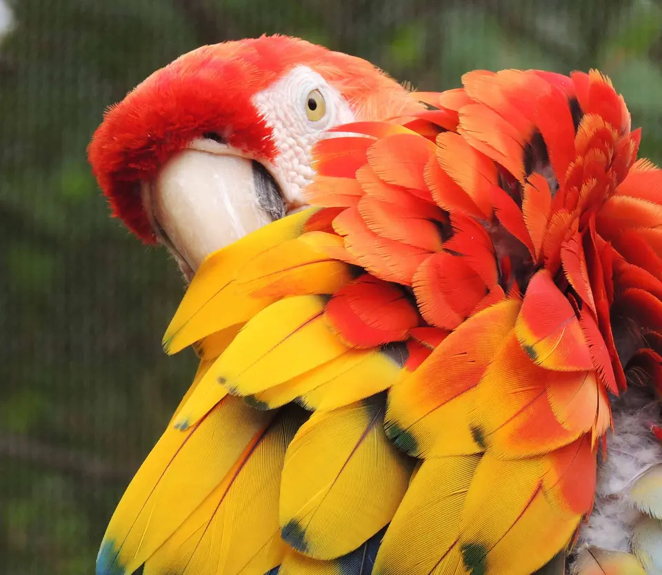 Discover the joys and challenges of keeping a large parrot at home, plus expert tips on bird transport, relocation, and bird import/export USA procedures.