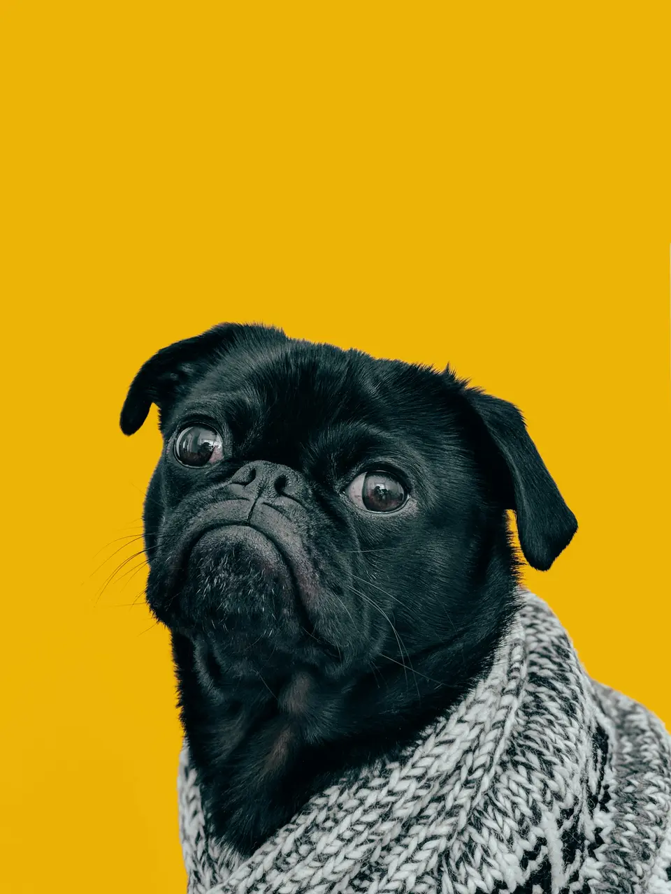 What Makes a Dog Attractive to Other Dogs? Do White Dogs Really Have More Fun?