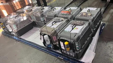Rows of pet travel crates lined up before shipping