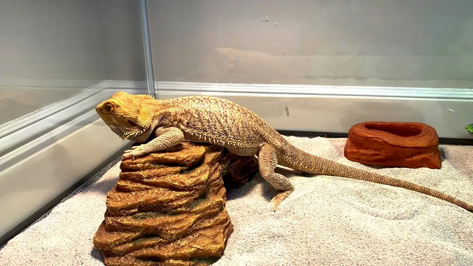 Bearded dragon resting in a travel enclosure
