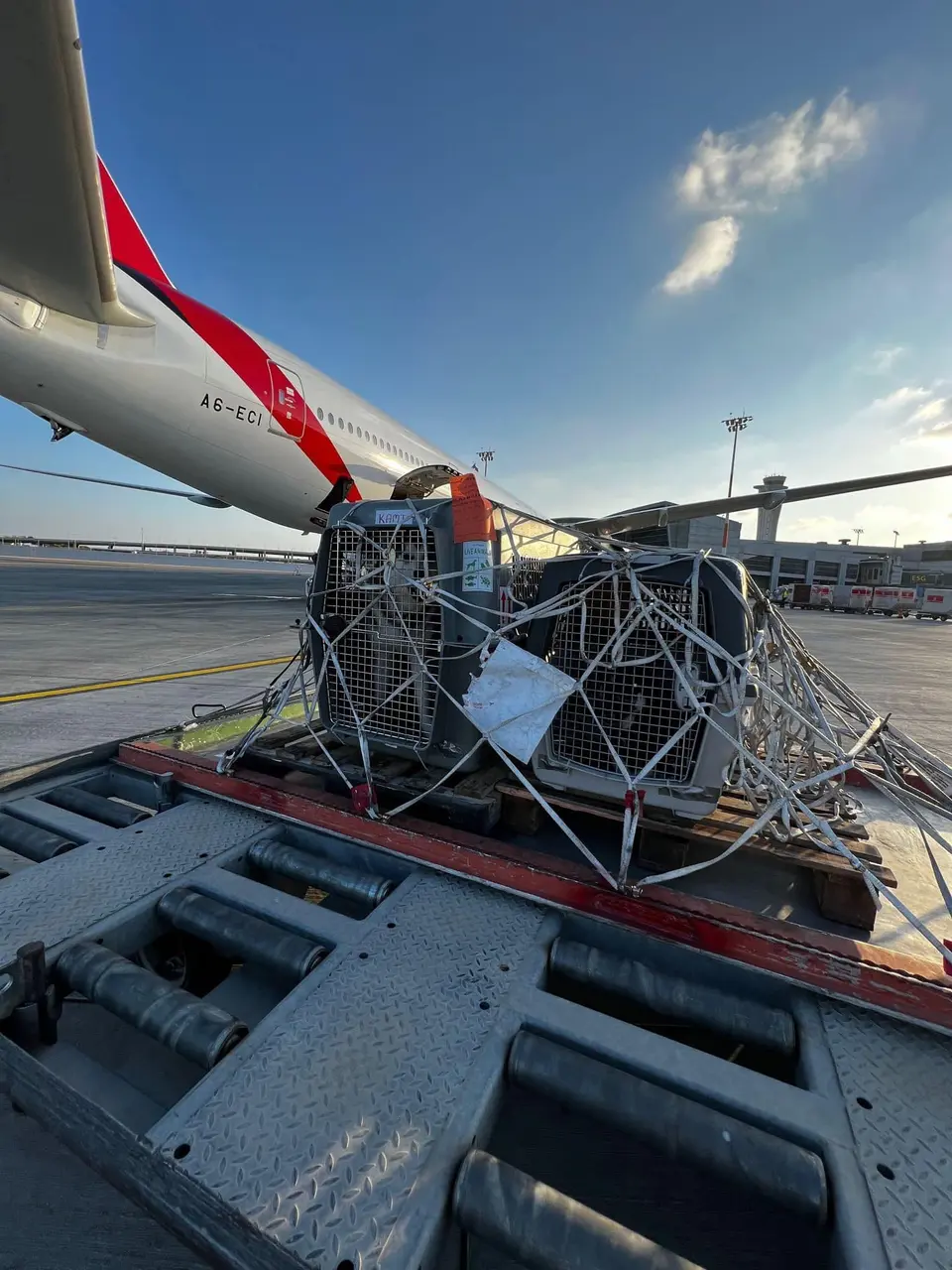 Reasons Why Checked-in Baggage for Pets is Less Safe than Manifest Cargo