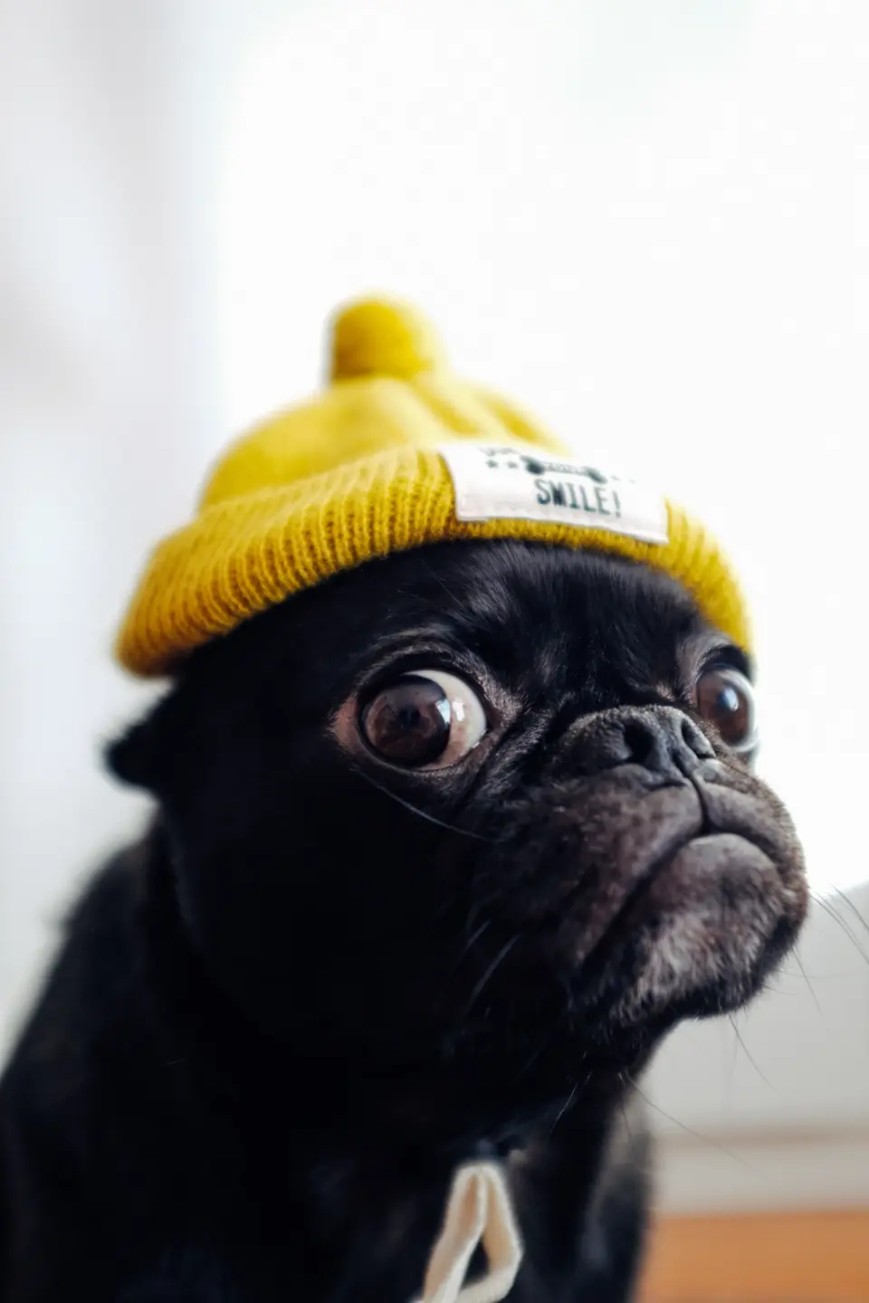 What Makes a Dog Attractive to Other Dogs? Do White Dogs Really Have More Fun?