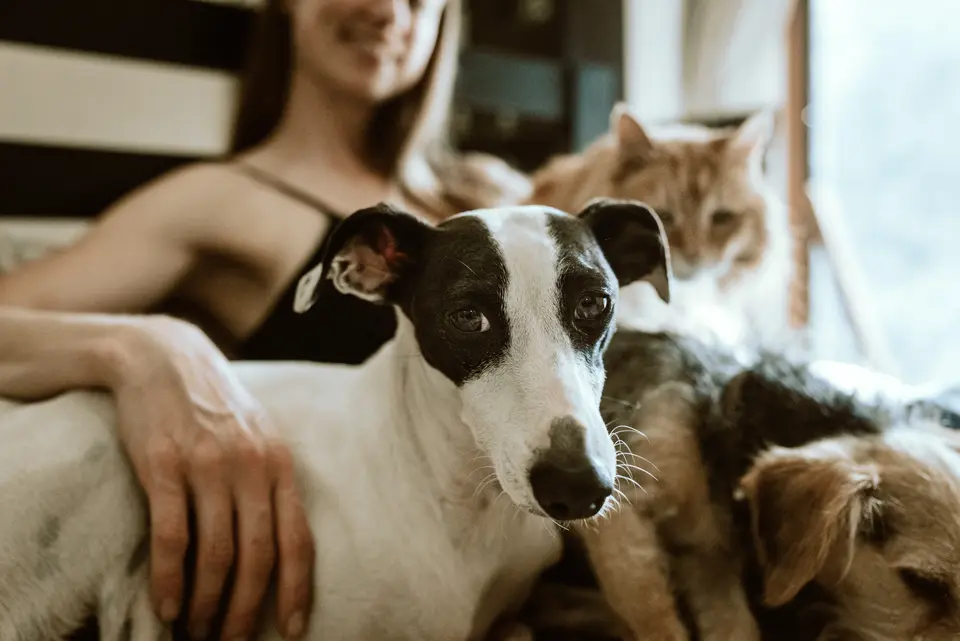 Dogs and Cats travel from United States to Singapore: Changes to Singapore’s Rabies Risk Categorization System Starting July 2024