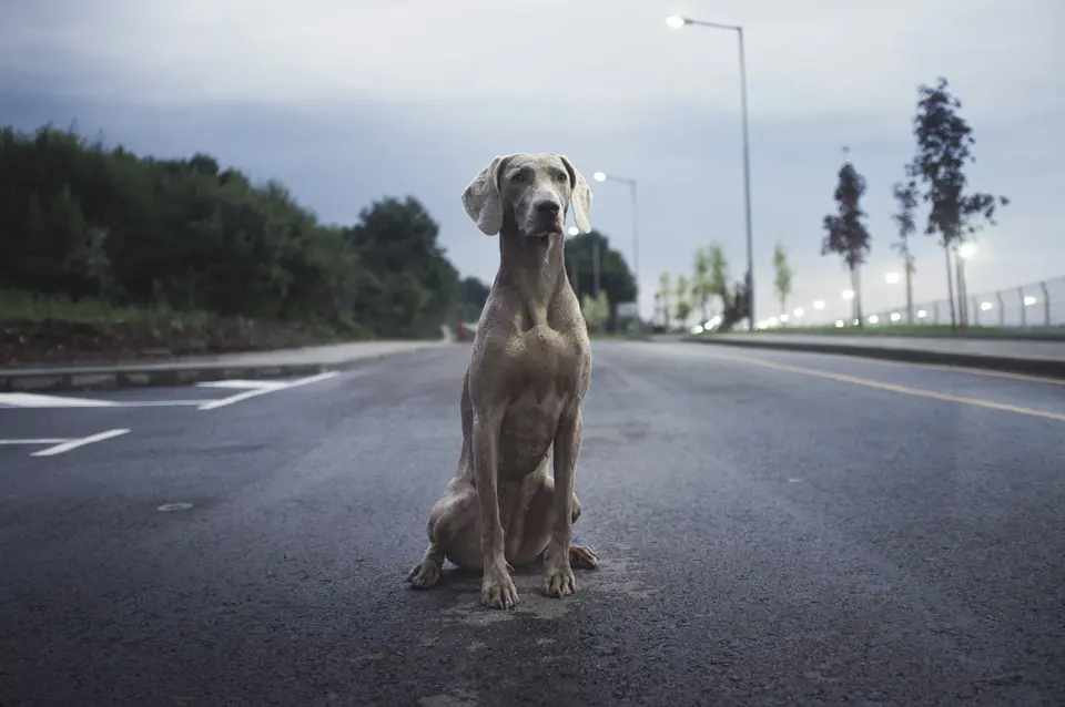large dog abandoned at airport
