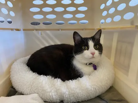 A black and white cat resting in a travel crate