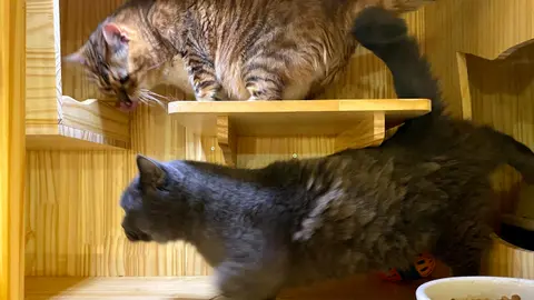 Two cats exploring a wooden cat tree