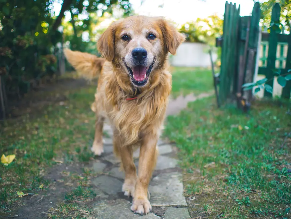 What Does It Mean When a Dog Wags Its Tail to the Left or Right?
