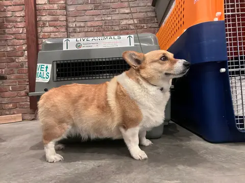Corgi in front of Petmate #200
