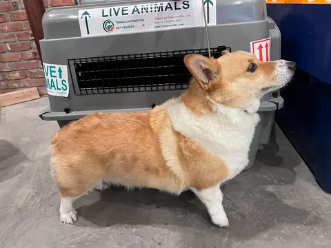 Corgi in front of Petmate #300