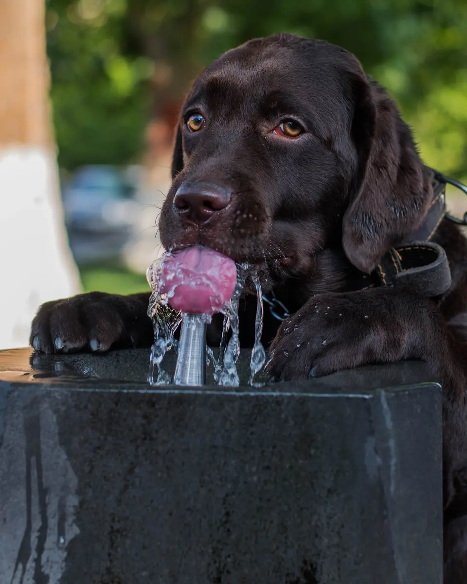 Why do dogs “lap” water instead of sipping like humans? Learn the biomechanics of dog drinking, why it looks messy, when coughing or gulping is a concern, and how to prevent dangerous overhydration (water intoxication)—especially during travel.