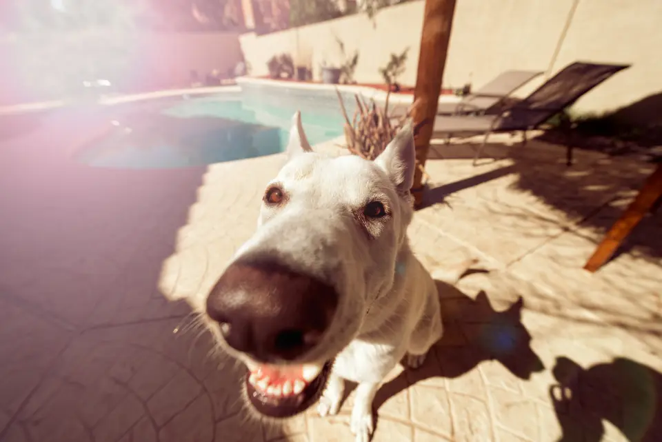The Hidden Side of Canine Neutering: Risks Your Vet Might Not Mention
