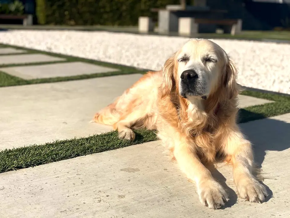 Golden retriever resting in the sun with his eyes closed