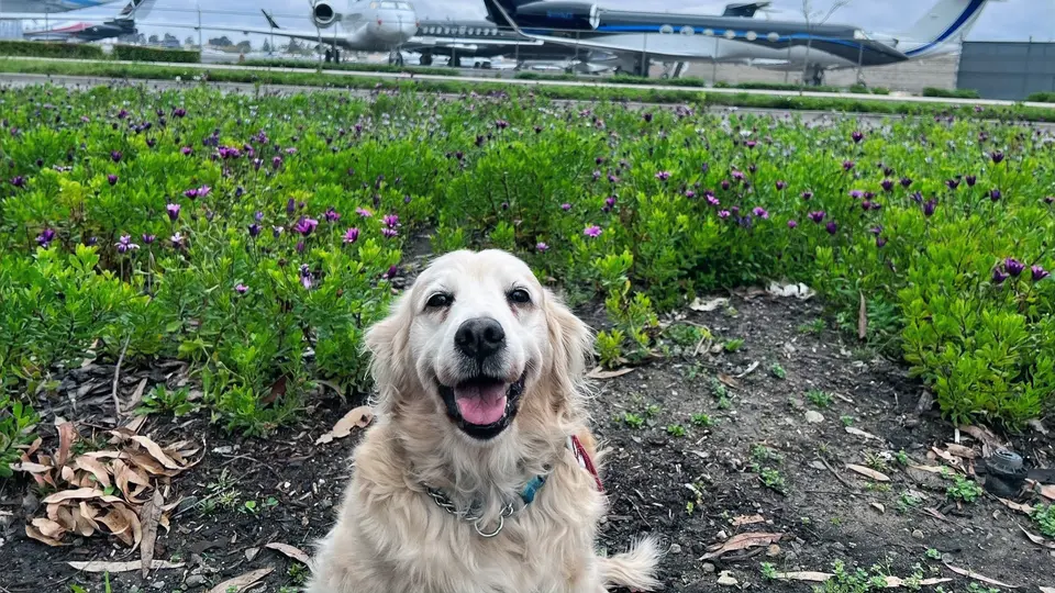 Choosing the Right Crate Size for Your Dog’s Air Travel: A Guide by 0x Cargo Pet Travel