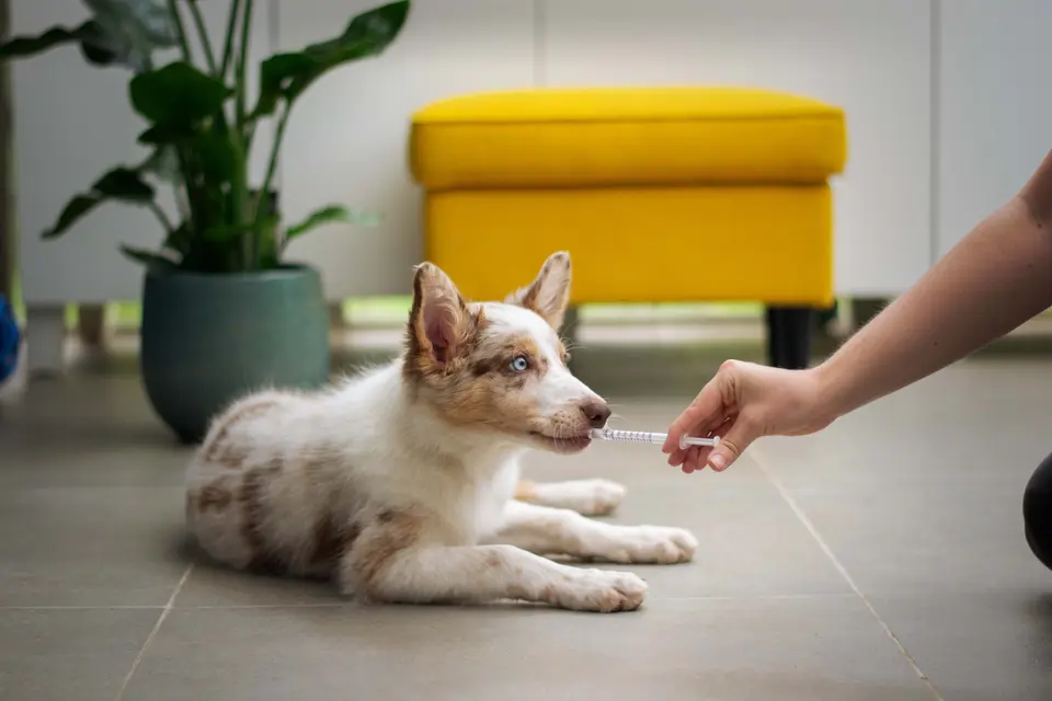 Why is my dog’s 3 years rabies vaccination considered expired for pet travel?