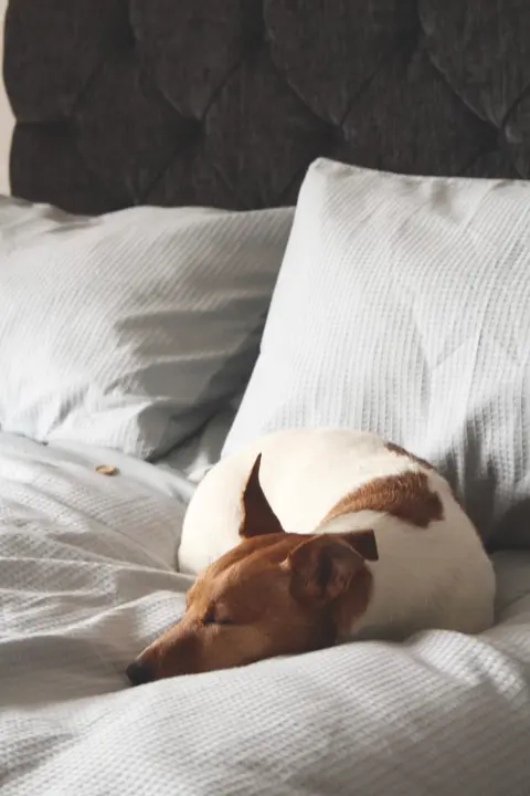 Why Do Dogs Always Change Places While Sleeping at Night? How to Know If a Dog’s Sleep Quality Is Good or Bad?