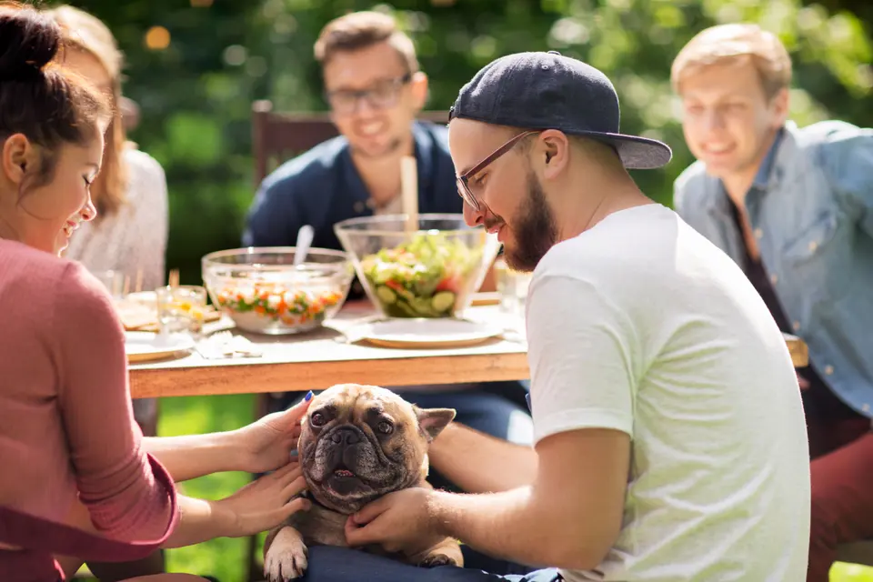 Why Do Many Vets Recommend Science Diet, Royal Canin, and Purina Brands, While Many YouTubers and Bloggers Advocate for Fresh, Raw, or Expensive Pet Food Brands?