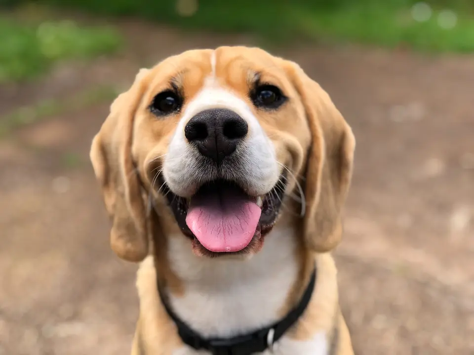 How Much Does It Cost to Ship a Dog from Los Angeles to Europe?