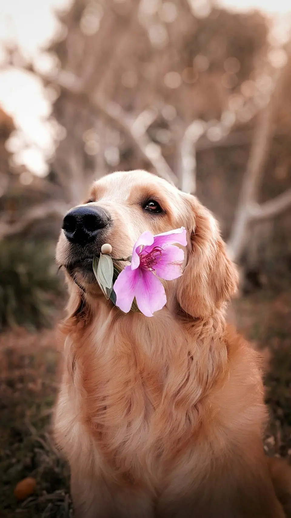 What Makes a Dog Attractive to Other Dogs? Do White Dogs Really Have More Fun?