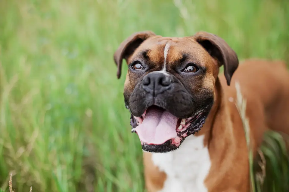 The Hidden Side of Canine Neutering: Risks Your Vet Might Not Mention