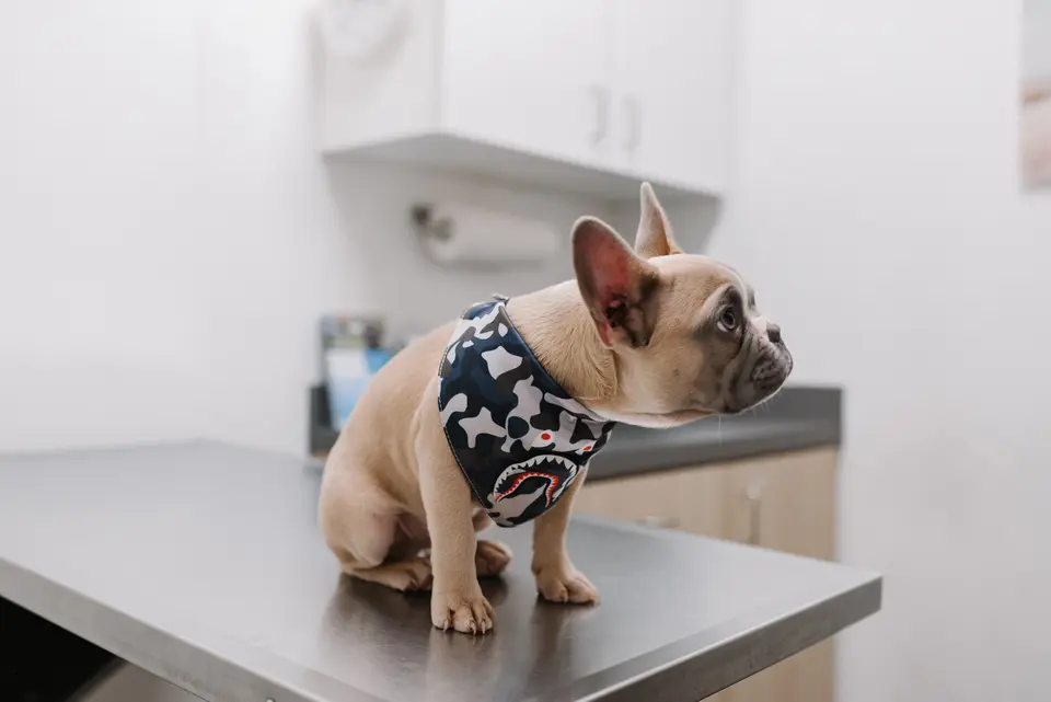 Pet Travel International Health Certificate