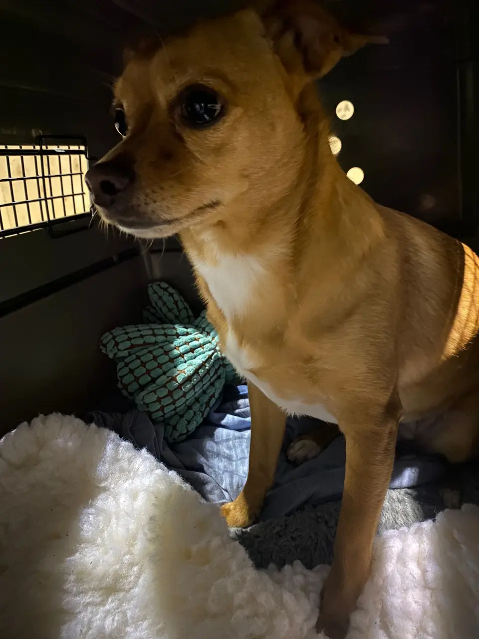 Small dog inside a travel crate