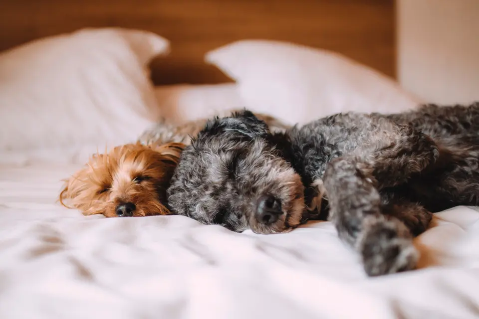 Why Do Dogs Always Change Places While Sleeping at Night? How to Know If a Dog’s Sleep Quality Is Good or Bad?