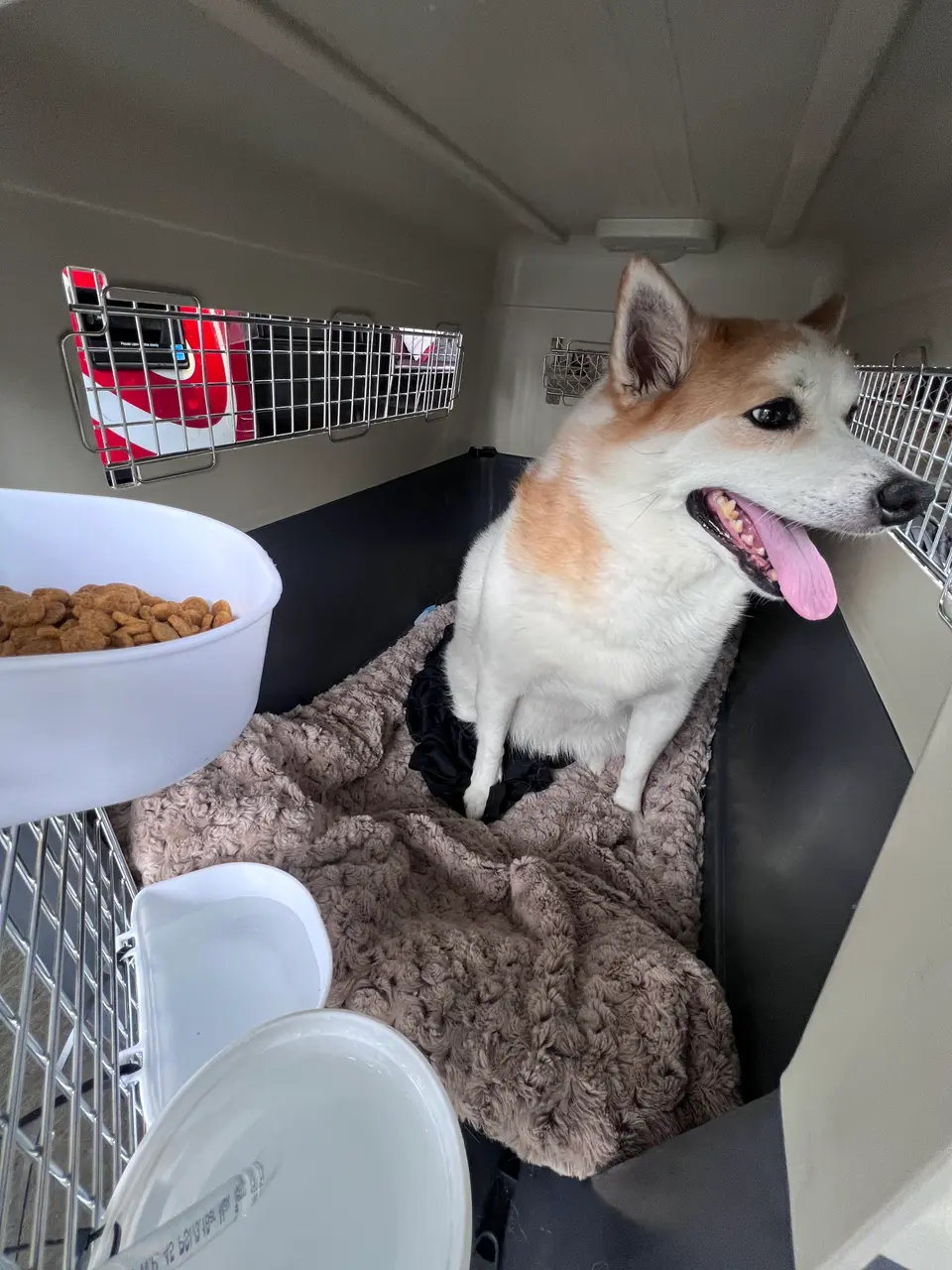 How Much Does It Cost to Ship a Dog from San Francisco to Europe?