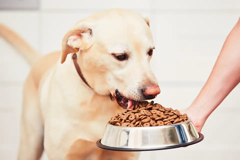 Why Do We Encourage Humans to Eat Fresh Foods but Feed Pets Processed Commercial Pet Food?