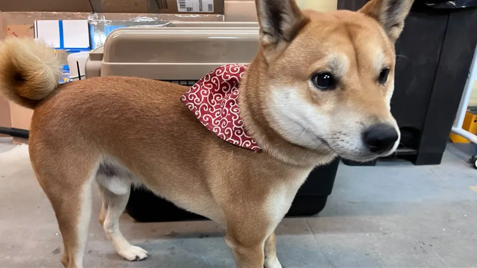 Shiba Inu wearing a red bandana