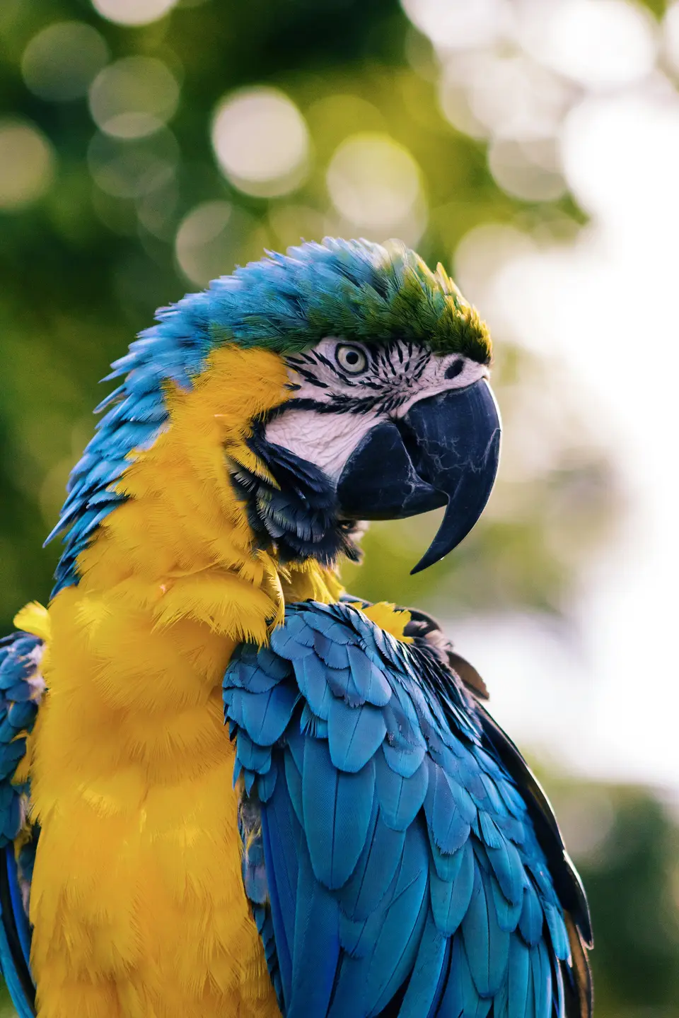 🐾 Unleashing the Unusual: The Strangest Pet Behaviors and Incidents That Will Leave You Speechless