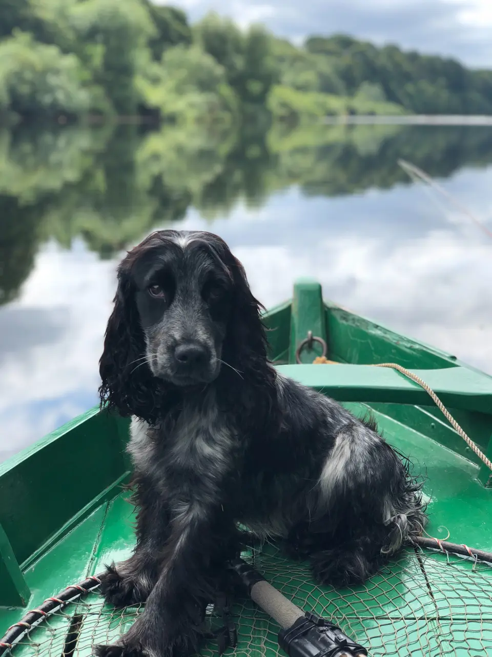 How Much Does It Cost to Ship a Dog from San Francisco to Europe?